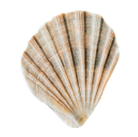 Seashell