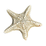 Starfish